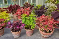 Coleus scutellarioides
