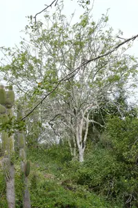 Incense tree