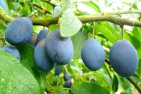 Damson