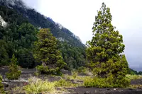 Cordilleran Cypress