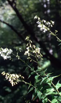 Lilyleaf Ladybells