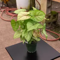 Arrowhead Vine (Syngonium podophyllum 'Berry Allusion') plant