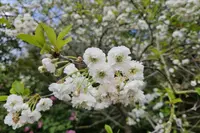 Prunus cerasus blooms