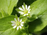 common chickweed (Stellaria media) plant