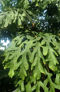 Anthurium clavigerum (Anthurium clavigerum) plant