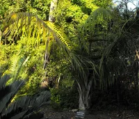 Majesty palm