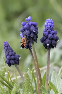 Common grape hyacinth