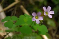 sorrel (Oxalis rosea) plant
