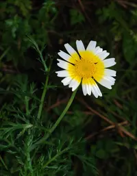 Garland Daisy