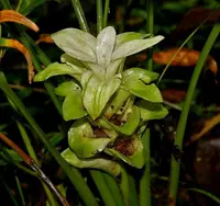 turmeric (Curcuma longa) plant