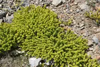Cruciata taurica (Cruciata taurica) plant