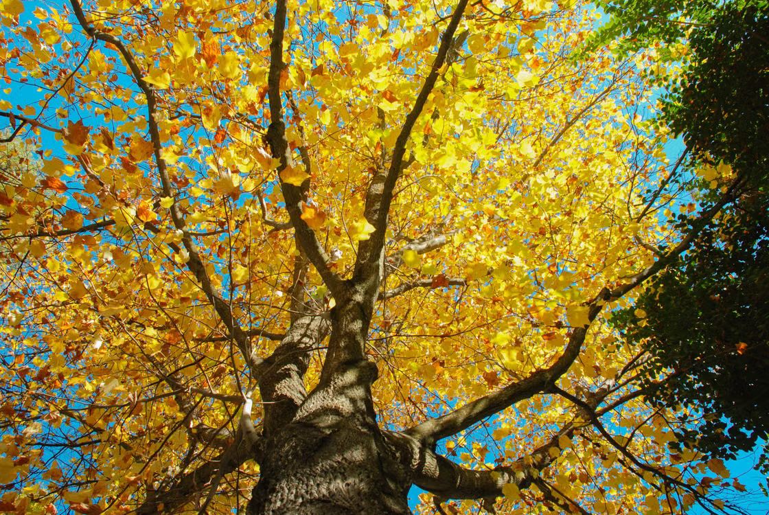 Best Flowering Trees for Front Yard - Tulip Tree