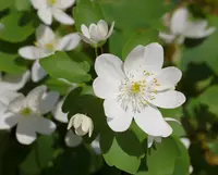 rue-anemone