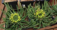 Euphorbia flanaganii plant