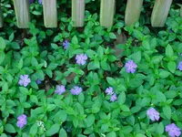 Vinca minor outdoor