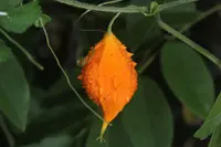 balsampear