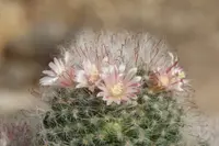 Mammillaria bocasana flowers
