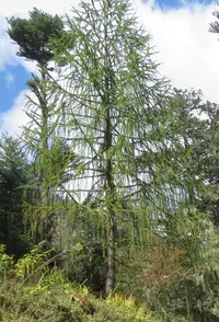 Sikkim Larch
