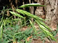 rescuegrass