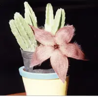 starfish flower