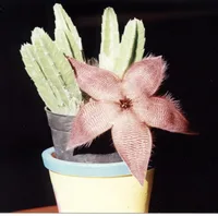 starfish flower (Stapelia hirsuta) plant