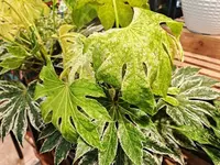 Fatsia japonica leaves