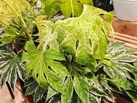 Fatsia japonica leaves