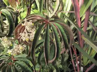 Palm leaf begonia