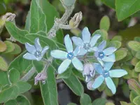 Tweedia (Oxypetalum coeruleum) plant