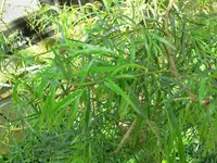 Cinnamon Wattle