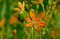 Leopard flower (Iris domestica) plant