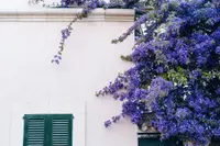 Duranta erecta in nature