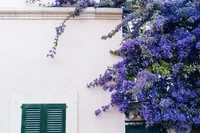 Duranta erecta in nature