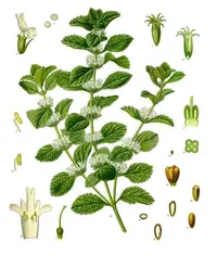 horehound (Marrubium vulgare) plant