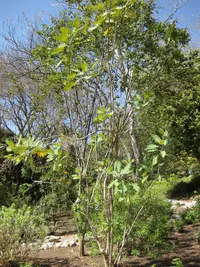 Bocconia arborea