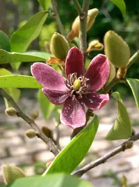 Port wine magnolia (Magnolia figo) plant