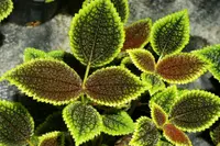 Friendship Plant (Pilea involucrata) plant