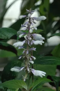 Sage of the diviners