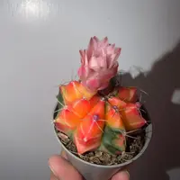 Moon Cactus photo by a Botan App user