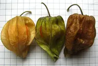 clammy groundcherry