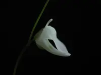 Lead Bladderwort