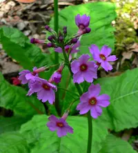Japanese primrose (Primula japonica) plant