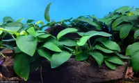 Anubias barteri in the aquarium