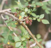 Mexican Frankincense