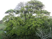 Broom Cluster Fig