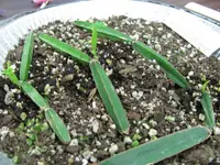 Cissus quadrangularis in the pot