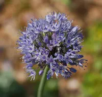 blue ornamental onion