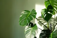 Mexican breadfruit (Monstera)