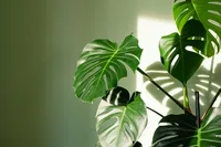 Mexican breadfruit (Monstera)