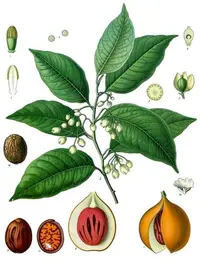 nutmeg
